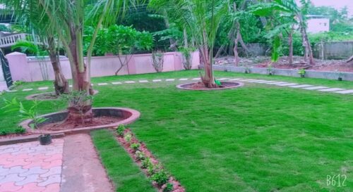 عشب طبيعي بالرياض