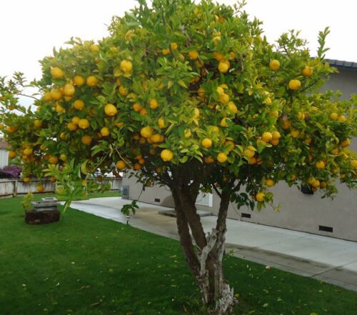 زراعة الأشجار بالحدائق المنزلية