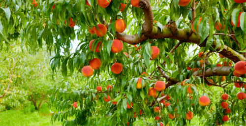 زراعة الخوخ بالحدائق المنزلية بالرياض