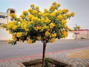 اشجار الزينة الخارجية