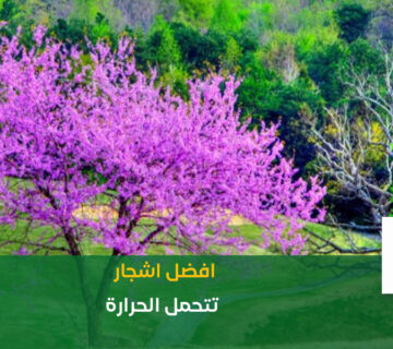 اشجار تتحمل الحرارة