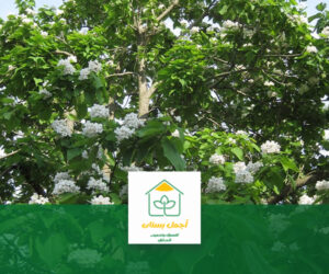 اشجار تتحمل الحرارة