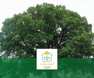 اشجار تتحمل الحرارة
